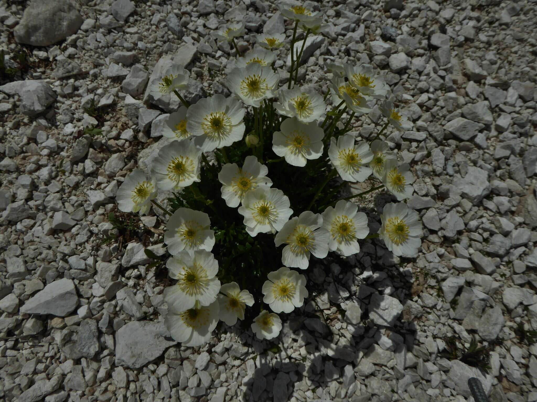 Image of Ranunculus traunfellneri Hoppe