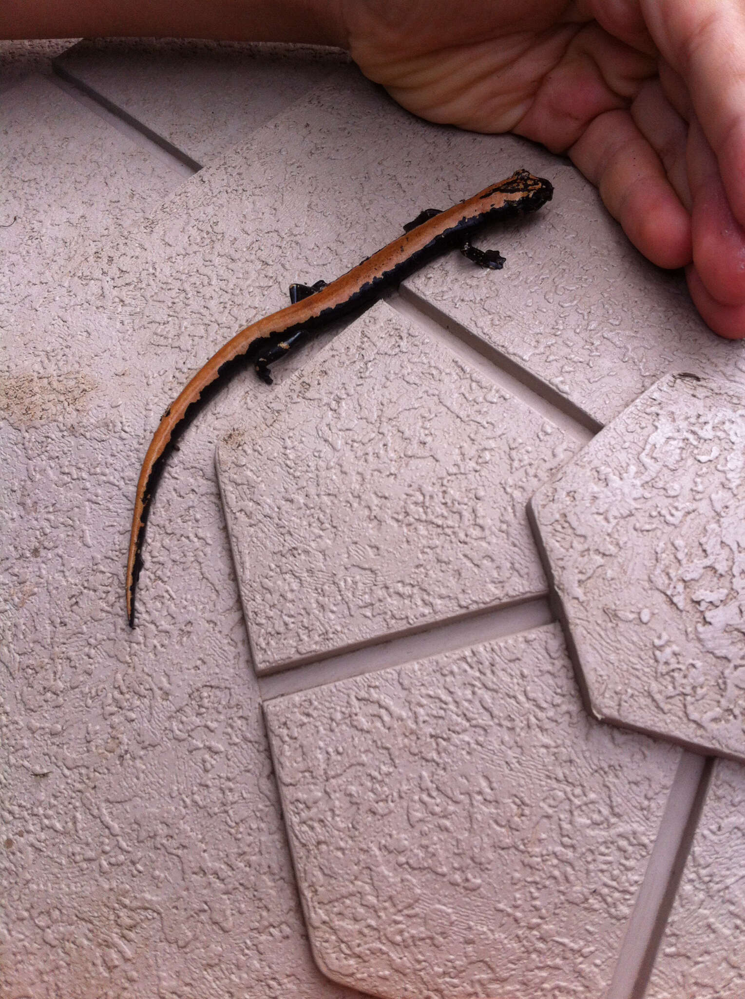 Image of Broadfoot Mushroomtongue Salamander