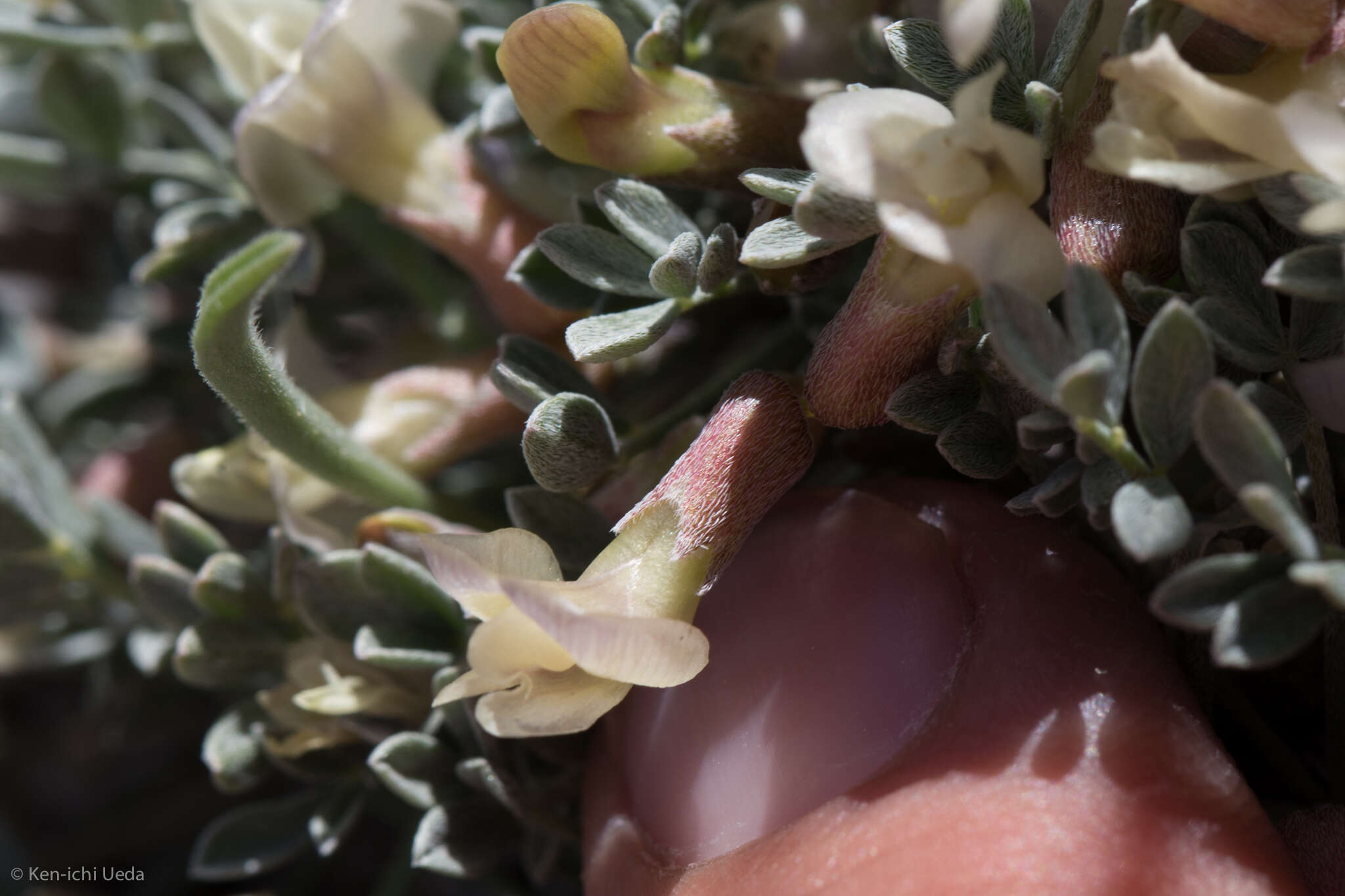 Sivun <i>Astragalus <i>calycosus</i></i> var. calycosus kuva