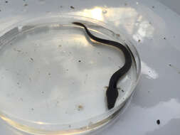 Image of freshwater eels