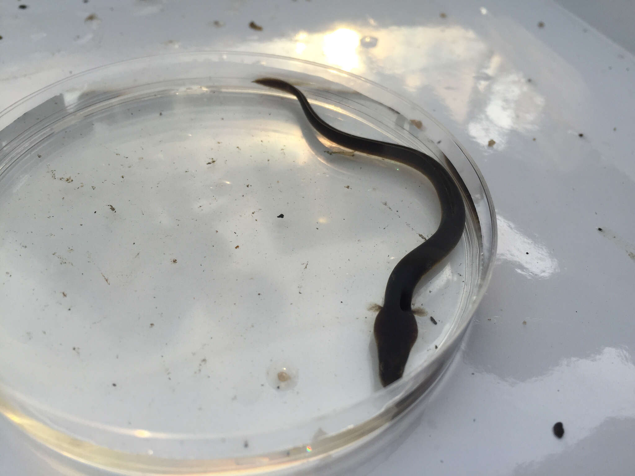 Image of freshwater eels