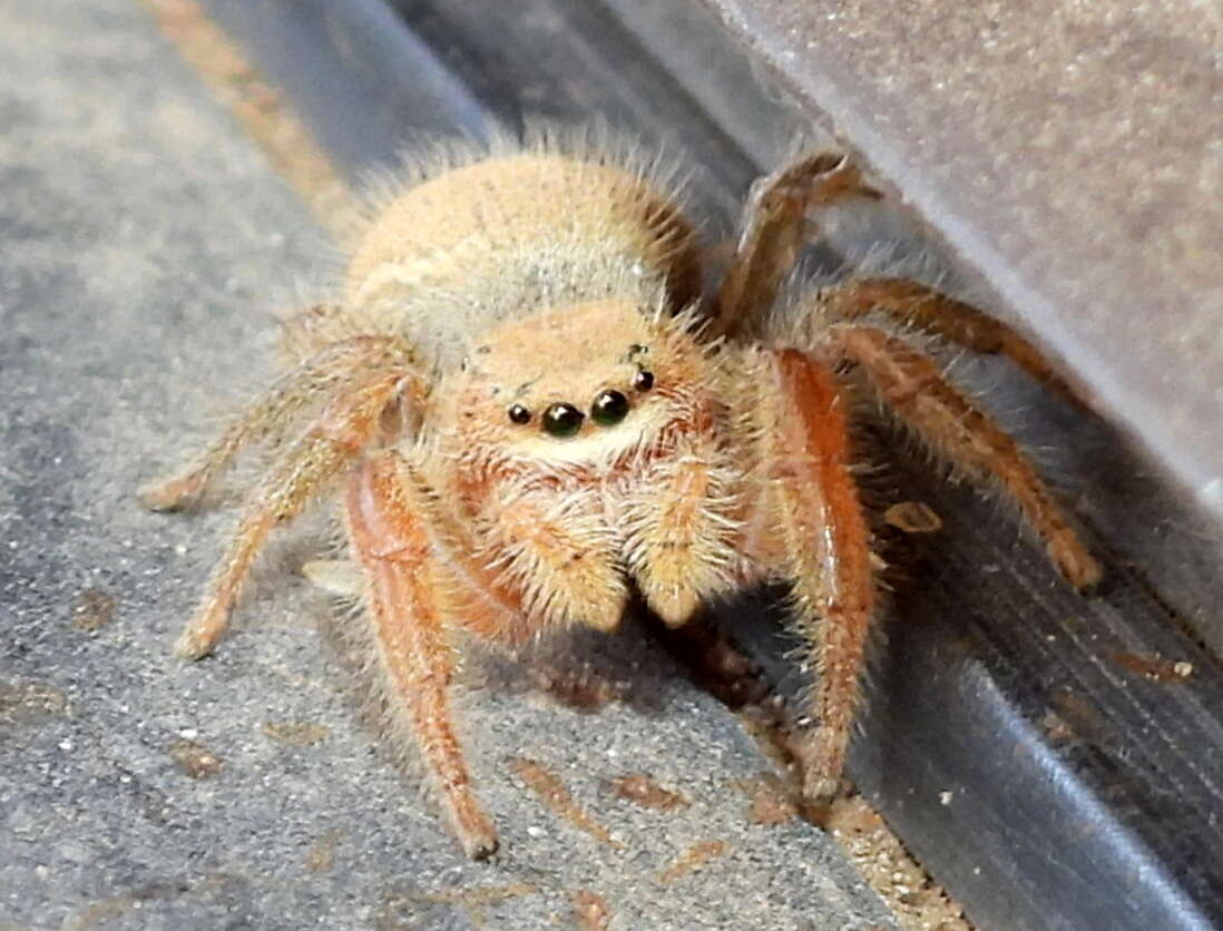 Image of Phidippus pius Scheffer 1905