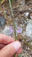 Image of Stachytarpheta indica (L.) Vahl