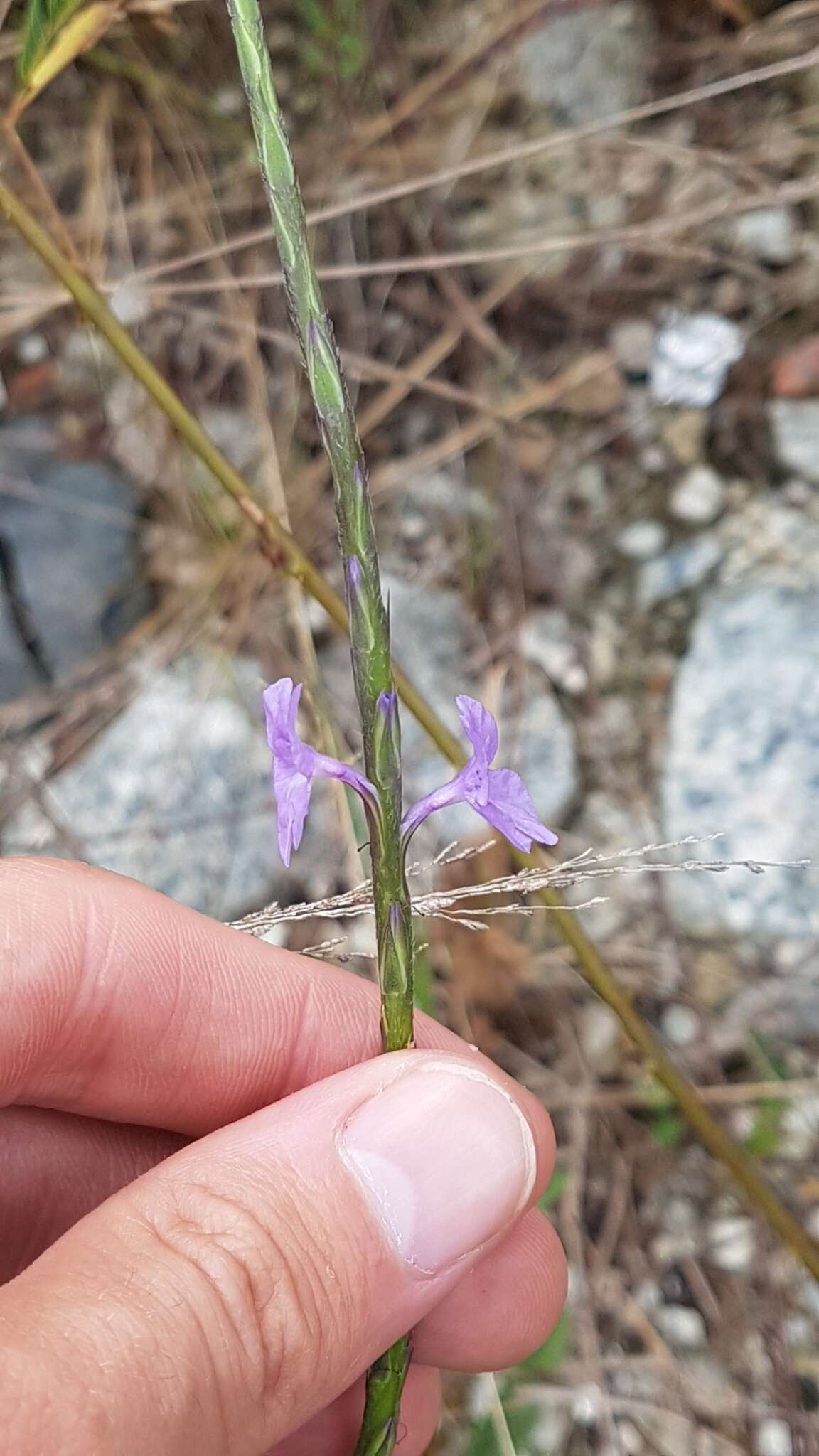 Image of Stachytarpheta indica (L.) Vahl