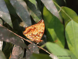 Image of Variegated Rajah