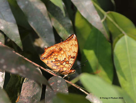 صورة Charaxes kahruba