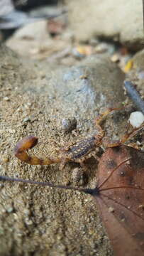 Image of Tityus tayrona Lourenço 1991