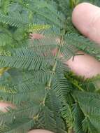 Image de Acacia irrorata Sieber ex Spreng.