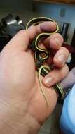 Sivun Thamnophis elegans elegans (Baird & Girard 1853) kuva