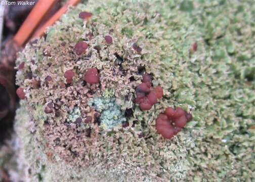 Image of cup lichen