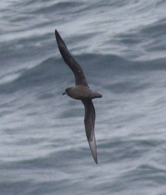 Image of Murphy's Petrel