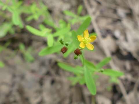 Image de Hypericum canadense L.