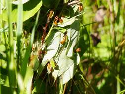 Image of Ugly-nest Caterpillar