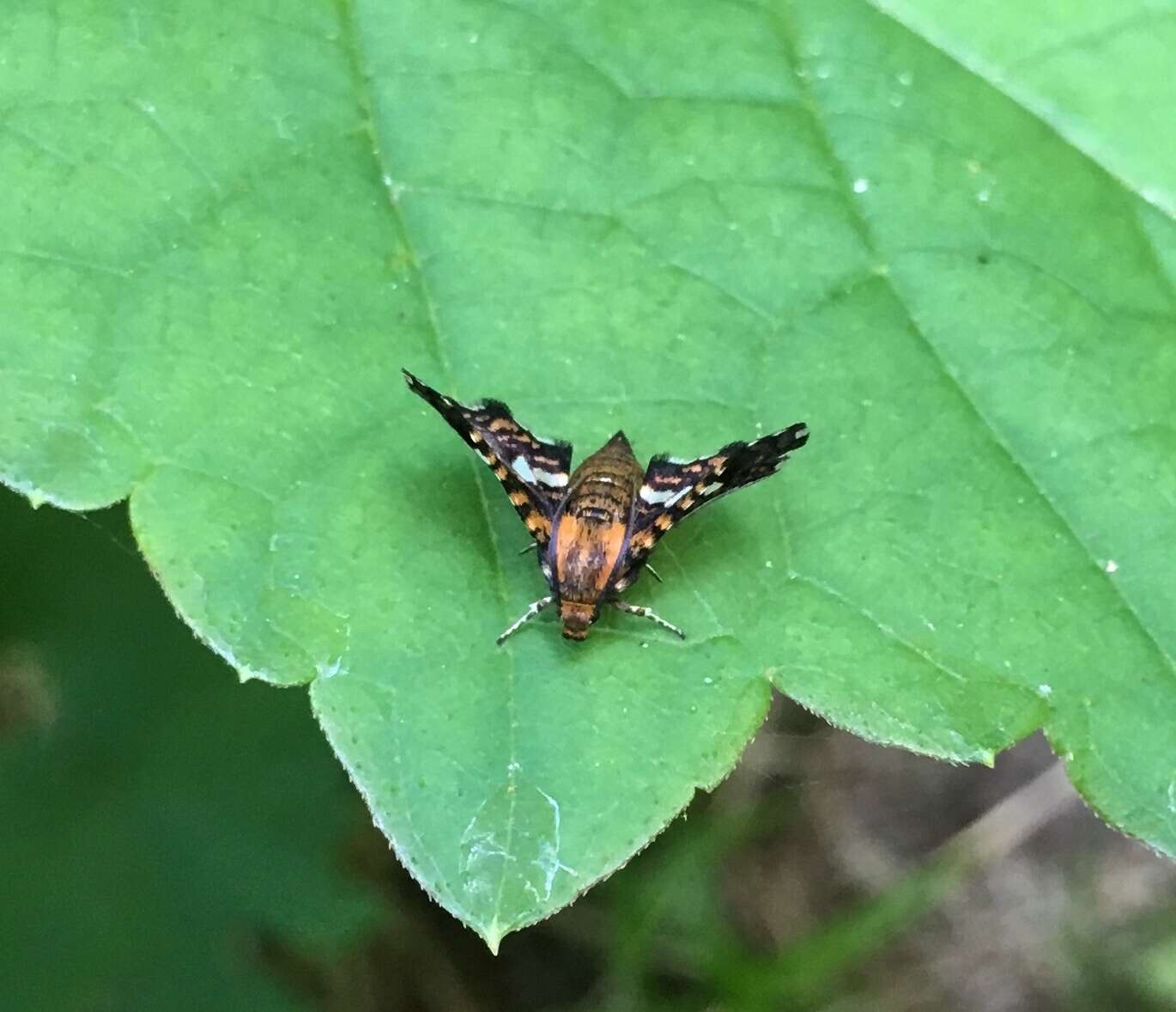 Image of Spotted Thyris