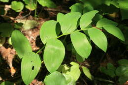 Слика од Polygonatum odoratum var. maximowiczii (F. Schmidt) Koidz.