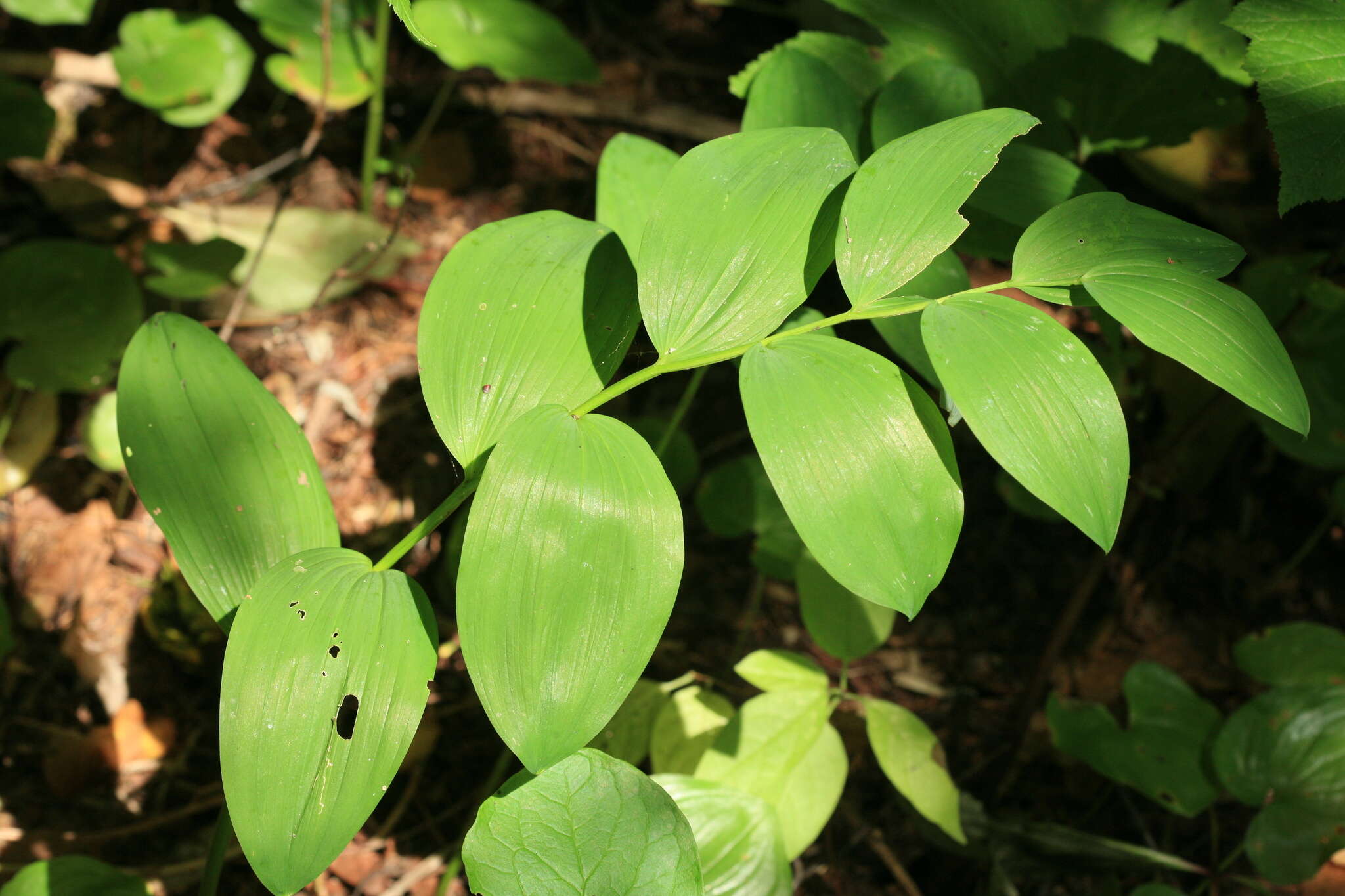 Слика од Polygonatum odoratum var. maximowiczii (F. Schmidt) Koidz.