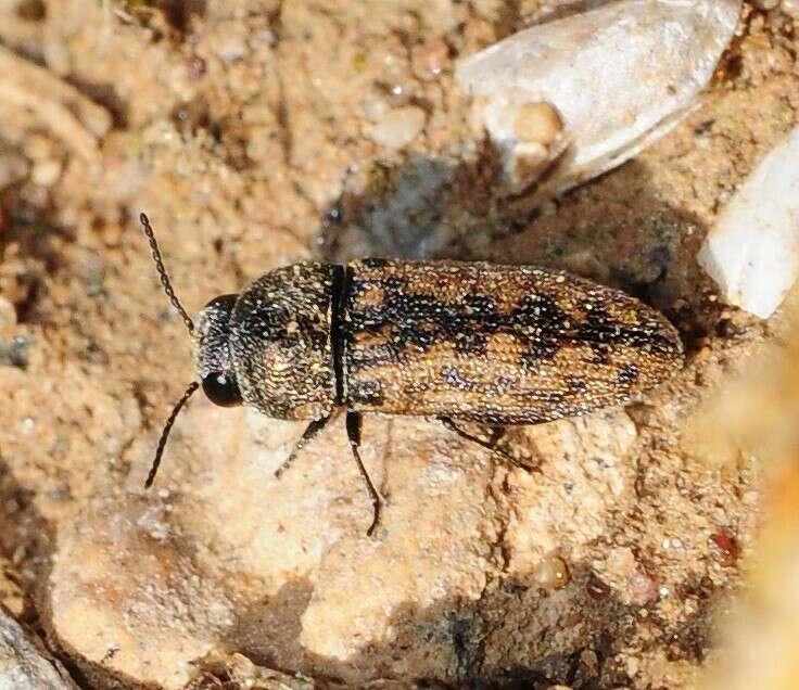 Image de Acmaeodera rubromaculata Lucas 1844