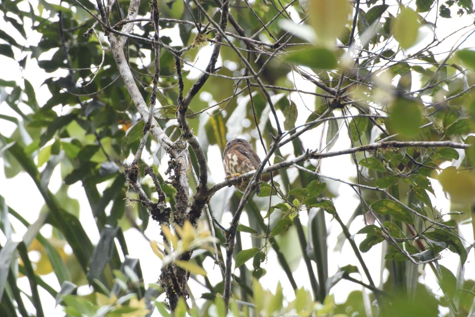 Image of Cloud-forest Pygmy Owl