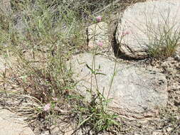 Image of Sonoran globe amaranth
