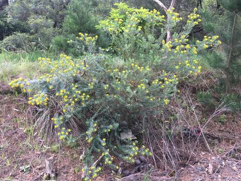 صورة Genista linifolia L.