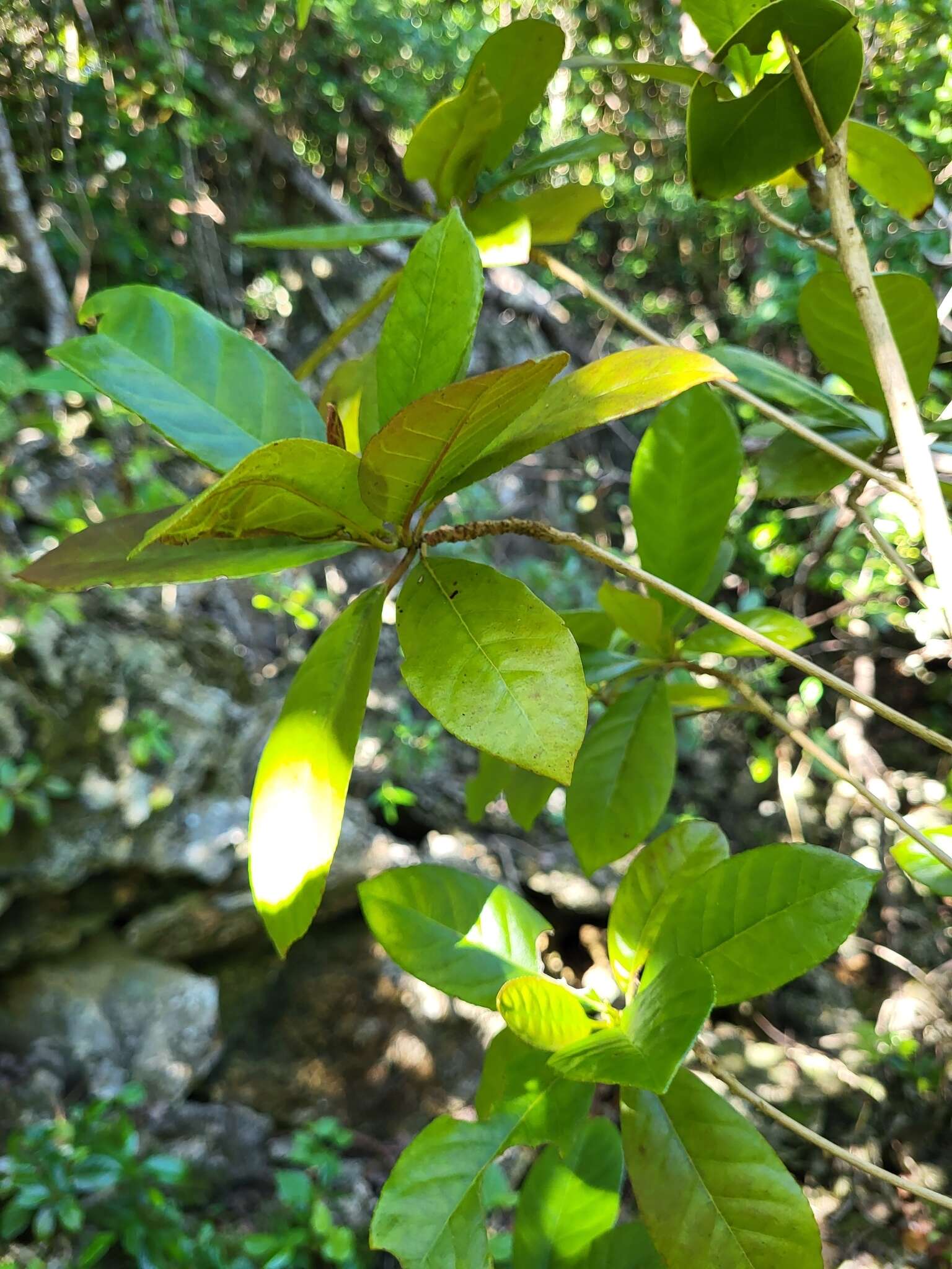 Sivun Gesneria pedunculosa (DC.) Fritsch kuva