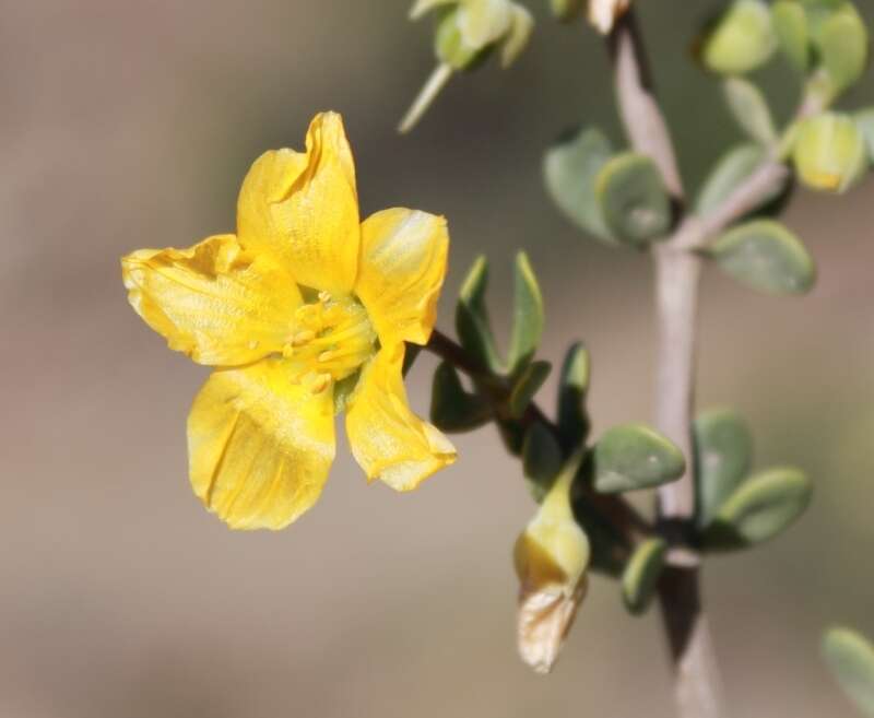 Image of Roepera lichtensteiniana (Cham.) Beier & Thulin