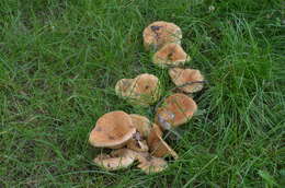 صورة Lactarius acerrimus Britzelm. 1893