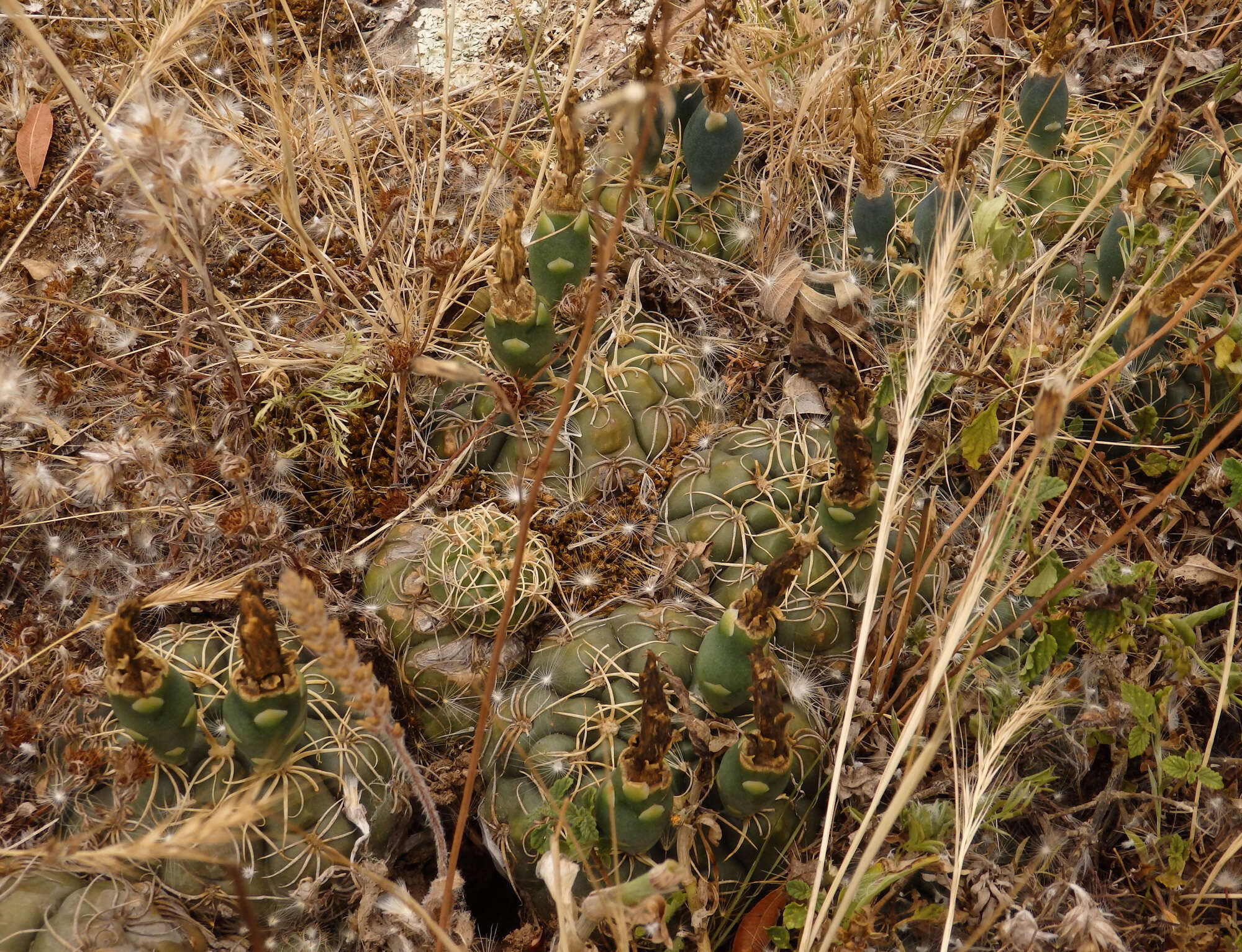 Image of Gymnocalycium volskyi