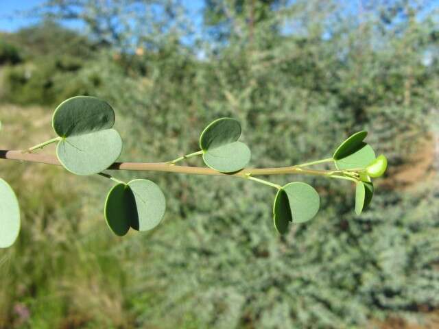 Sivun Adenolobus garipensis (E. Mey.) Torre & Hillc. kuva