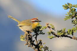 Image of Rufous-capped Warbler