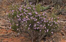 Image of Eremophila papillata Chinnock