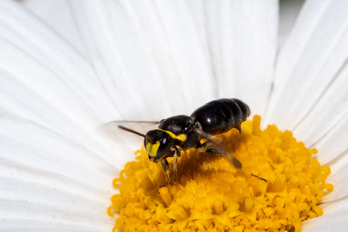 Image of Hylaeus bituberculatus (Smith 1879)