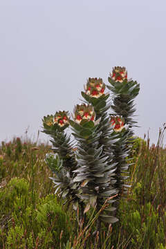 Image of Mimetes hottentoticus Phillips & Hutchinson