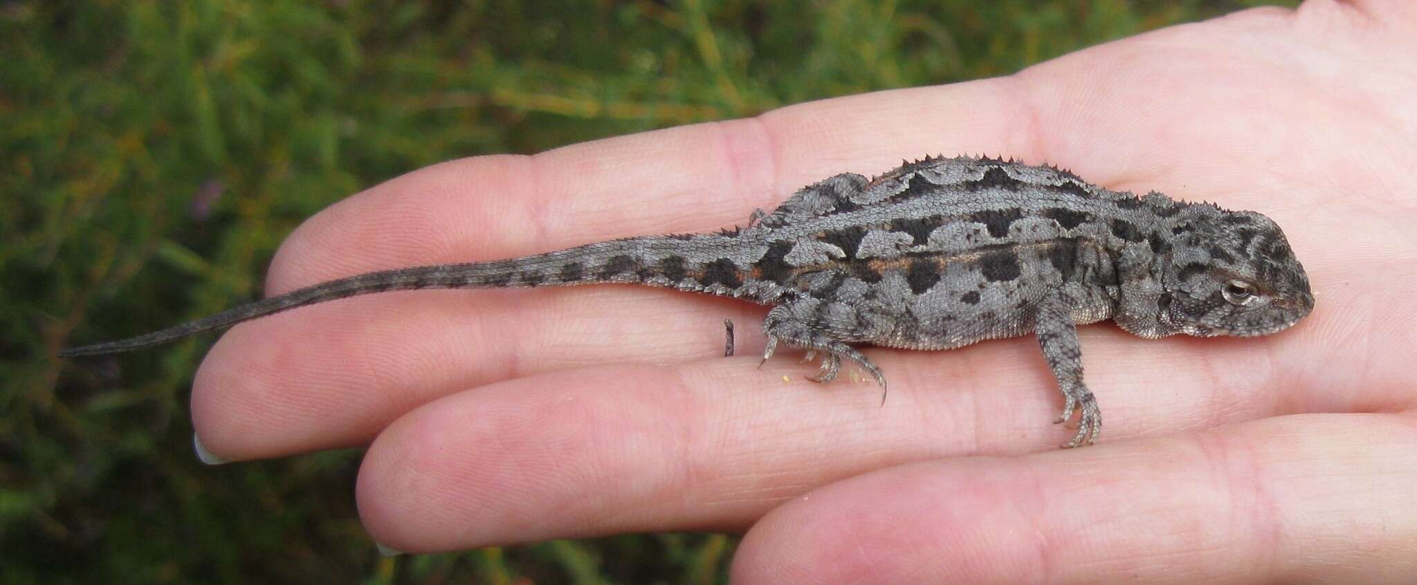 Слика од Ctenophorus adelaidensis (Gray 1841)