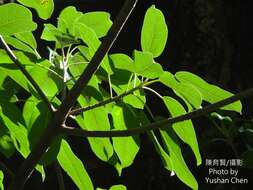 Plancia ëd Ficus caulocarpa Miq.