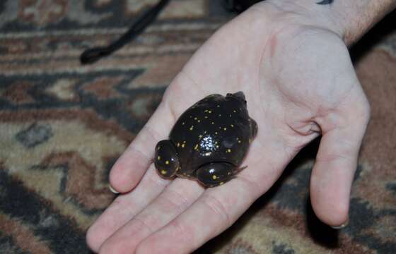 Image of Spotted Burrowing Frog