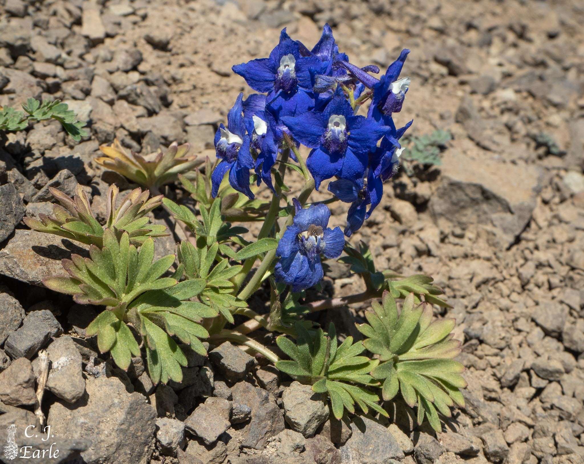 Plancia ëd Delphinium glareosum Greene