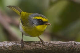 Image of Black-faced Warbler