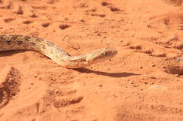 Image of Spalerosophis diadema cliffordii (Schlegel 1837)