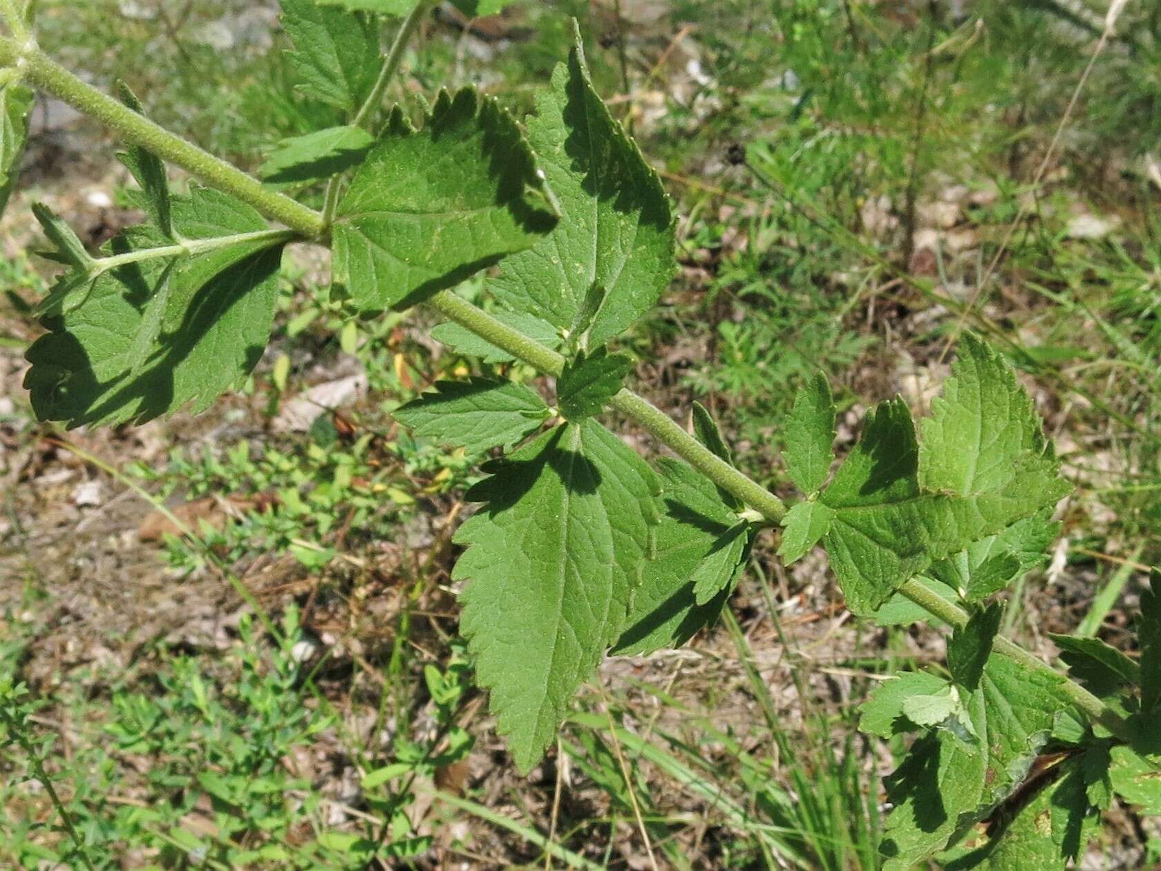 Eupatorium rotundifolium var. scabridum (Ell.) A. Gray resmi