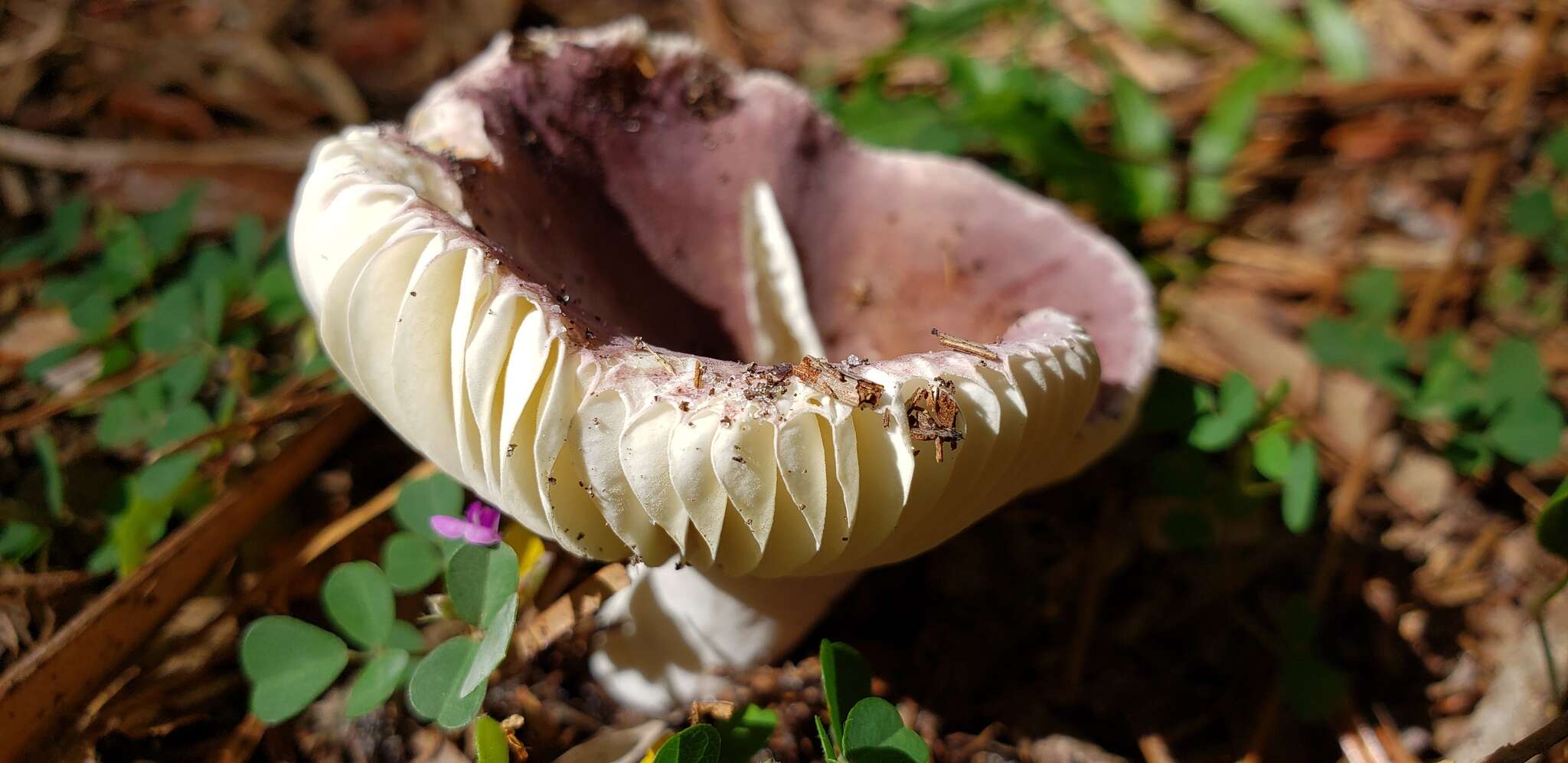 Image of Russula betularum Hora 1960