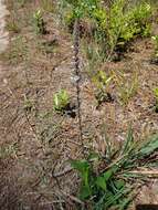 Image of Carolina false vervain