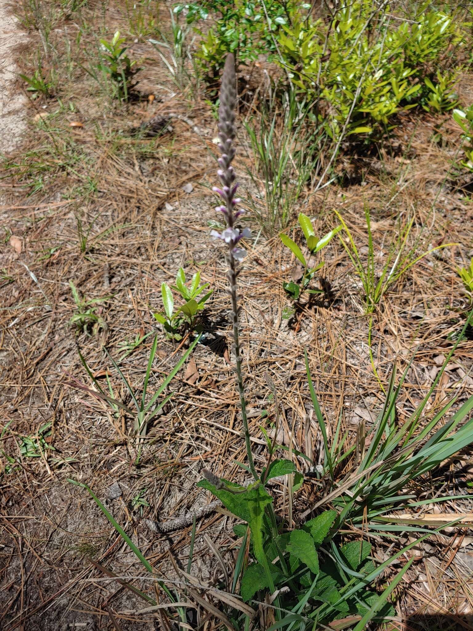 Image de Verbena carnea Medik.