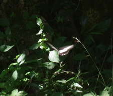 Image of White-banded Swallowtail