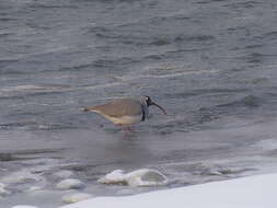 Image of ibisbills