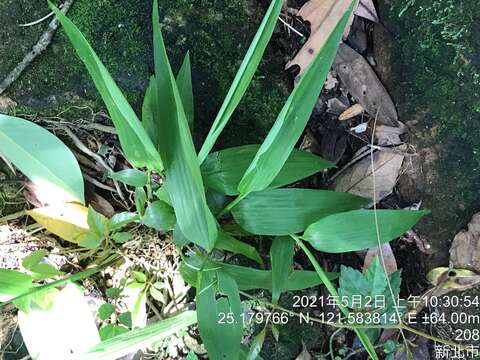 Image of bamboo-leaf