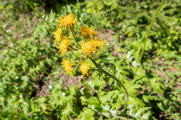 Image de Cacaliopsis nardosmia (A. Gray) A. Gray