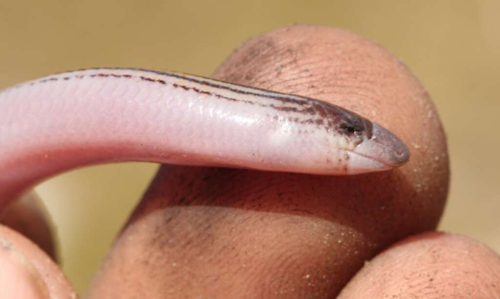 Image of Linnaeus' Lance Skink