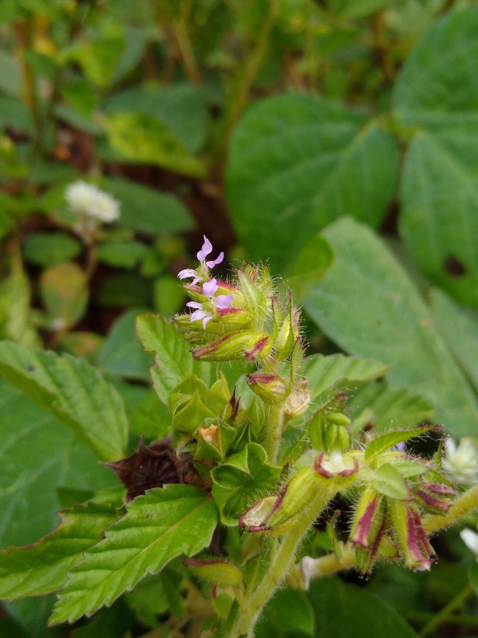 Image of Cuphea leptopoda Hemsl.