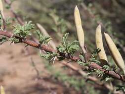 Sivun Vachellia hebeclada subsp. hebeclada kuva